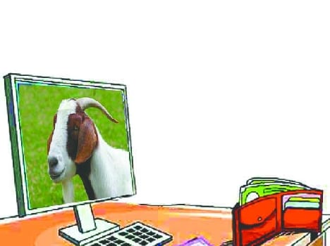 now goat is on olx